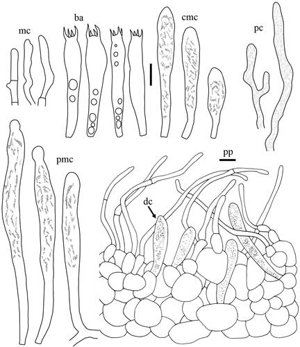 Figure 21. Microscopic features of Lactifluus subviridilacteus sp. nov. All scale bars = 10 µm. Horizontal scale bars are for pileipellis and vertical scale bars are for other microscopic features.