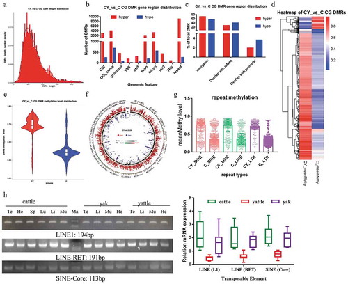 Figure 1. Characteristics of differential methylation regions (DMRs) between adult yattle and cattle testes.