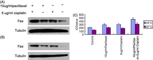 Figure 5. Western blot analysis of Fas. (A) Fas expression of OS cells by WB at 43 °C. (B) Fas expression of OS cells by WB at 37 °C. (C) Quantitative analysis of Fas expression of OS cells.