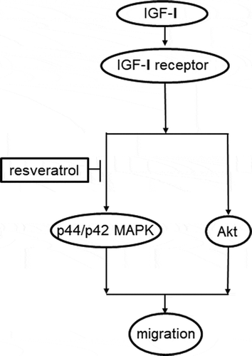 Figure 10. Schematic illustration of the mechanism underlying the effects of resveratrol on the IGF-I-induced migration of osteoblast-like MC3T3-E1cells