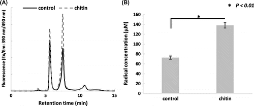 Figure 3. In vivo apoplastic radical analysis. An oxidative burst triggered by chitin was observed. About two times more radicals were released than by control samples by 60 min. Representative fluorescence chromatograms of the incubating solution with and without chitin (A). Apoplastic radical concentration after 60 min incubation, estimated using the calibration curve. Asterisk indicates a significant difference to control (*p < 0.01, n=3), analyzed by the Student’s t test (B).