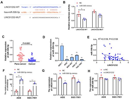 Figure 3 LINC01232 sponges miR-506-5p in gastric cancer cells. (A) The binding of LINC01232 and miR-506-5p was predicted by ENCORI, and the mutant of binding sites was listed. (B) The luciferase activity of 293T cells after transfected with miR-506-5p mimics and LINC01232 wildtype or mutant luciferase reporter vector plasmids was analyzed by luciferase reporter assays, *P<0.05. (C) The expression of miR-506-5p of gastric cancer tissues and matched para-cancer tissues was detected by qRT-PCR. (D) The expression of miR-506-5p in normal gastric epithelial cells GES-1 and gastric cancer cell lines AGS, BGC-823, HGC-27 and SGC-7901 was detected using qRT-PCR, **P<0.01. (E) The correlation between LINC01232 and miR-506-5p was analyzed using ENCORI. (F) The expression of miR-506-5p in AGS and SGC-7901 cells after transfected with miR-506-5p mimics was tested by qRT-PCR, NC was negative control, **P<0.01. (G) The expression of LINC01232 in AGS and SGC-7901 cells after transfected with miR-506-5p mimics was tested by qRT-PCR, NC was negative control, *P<0.05, **P<0.01. (H) The expression of miR-506-5p in AGS and SGC-7901 cells after transfected with LINC01232 siRNA was tested by qRT-PCR, si-NC was negative control.