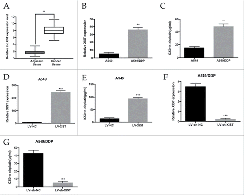 Figure 1 . The level of lncRNA XIST expression in LAD cells. (A) qRT-PCR analysis of lncRNA XIST expression levels in LAD patients' tumor tissues; (B) qRT-PCR analysis of lncRNA XIST expression levels in A549 and A549/DDP cells; (C) MTT assay of the IC50 values of A549 and A549/DDP cells to cisplatin; (D) qRT-PCR analysis of lncRNA XIST expression levels in XIST overexpression A549 cells; (E) MTT assay of the IC50 values of XIST overexpression A549 cells to cisplatin; (F) qRT-PCR analysis of lncRNA XIST expression levels in XIST knockdown A549/DDP cells; (G) MTT assay of the IC50 values of XIST knockdown A549/DDP cells to cisplatin. ** P < 0.01, ***P < 0.001.