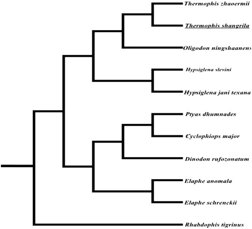 Figure 1. The ML tree of 11 species from Colubridae was constructed based on the protein-coding genes except ND6. The GenBank accession number is as follows: Dinodon rufozonatum (KF148622), Rhabdophis tigrinus (NC030210), Elaphe schrenckii (NC027605), Elaphe anomala (NC027001), Elaphe schrenckii (NC027605), Cyclophiops major (NC028048), Ptyas dhumnades (KF148621), Oligodon ningshaanensis (KJ719252), Hypsiglena jani texana (EU728592), Hypsiglena slevini (EU728584), Thermophis zhaoermii (GQ166168).