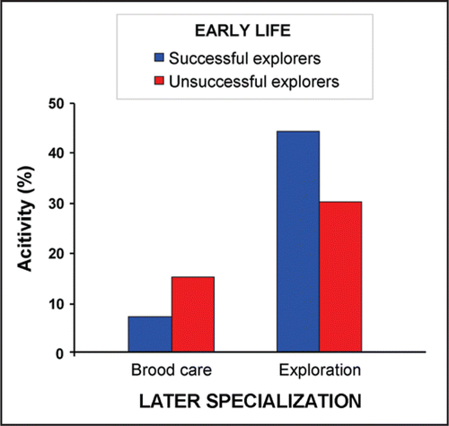 Figure 3 Early success or failure determines task specialization in Cerapachys biroi ants.Citation41 Age matched cohorts of ants with very low genetic diversity were subdivided into two groups that differed in terms of their foraging success in early adult life. One group was regularly rewarded when exploring the nest's surrounding, whereas the other never found any food. Weeks later, individuals that had been successful explorers in early life showed a much higher propensity to continue exploring, whereas their unsuccessful sisters showed a stronger tendency to care for brood inside the nest. Data approximate; redrawn from ref. Citation41.