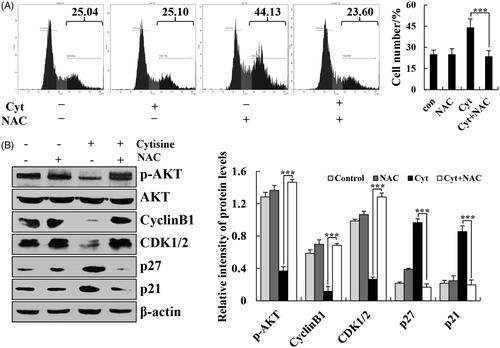 Figure 7. Cytisine-induced cell cycle arrest through ROS-mediated AKT signalling pathways. (A) A549 cells were treated with NAC for 30 min and then incubated with cytisine for 24 h. Cell cycle arrest was determined using flow cytometry. (B) Expression levels of p-AKT, cyclin B1, CDK1/2, p27, and p21 were measured using western blotting, and β-actin was used as the internal control. The data are expressed as the means ± SDs of the results from three independent experiments (*p < .05, **p < .01, ***p < .001).