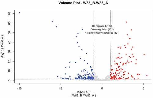 Figure 3. Differential gene expression in transcriptomic comparison of different growth phases of strain W83 when grown to stationary phase (15.5 h, B) compared to W83 cells in exponential phase of growth (12.5 h, A). The volcano-plots represent differential gene expression on a field of log2 fold change (FC) versus negative log10 of the p-values of each gene. Briefly, there are 129 genes expressed at higher levels and 132 genes expressed at lower levels in stationary phase cells when compared to cells in exponential phase.