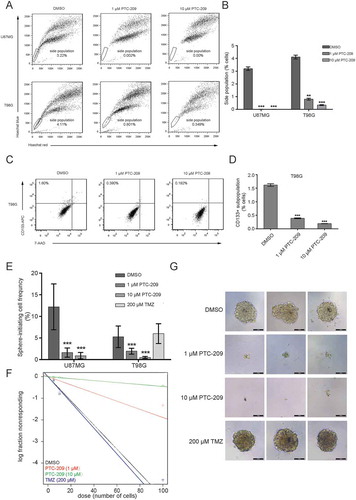 Figure 4. PTC-209 inhibits the self-renewal of glioblastoma stem cells (GSCs) in vitro. (A) After treatment of with PTC-209 (1 μM and 10 μM) or DMSO for 4 days, U87MG and T98G cells were respectively incubated with Hoechst 33,342 dye and side population (SP) was determined by FACS. (B) Percentage of SP cells in U87MG and T98G adherent cells in designated groups (mean ± SD; n = 3; **p < 0.01; ***p < 0.001). (C) Following treatment with PTC-209 (1 μM and 10 μM) or DMSO for 4 days, T98G cells were stained with CD133 antibody and subjected to FACS analysis. (D) Percentage of CD133+ cells in T98G adherent cells (mean ± SD; n = 3; ***p < 0.001). (E-F) Extreme limiting dilution analysis was used to measure self-renewal capability of GICs derived from parental adhesive cells under indicated condition. The frequency of sphere-initiating cells and the log fraction nonresponding calculated by webtool at http://bioinf.wehi.edu.au/software/elda/with 95% confidence interval were shown in figure E and F, respectively. The data value with zero negative response at dose 100 is represented by a down-pointing triangle in figure F. (G) Microscopic observation of T98G sphere colonies after 2 weeks under treatment with DMSO, 1 μM PTC-209, 10 μM PTC-209 or 200 μM TMZ. Images are represented for 60 independent wells. Scale bar 100 μm