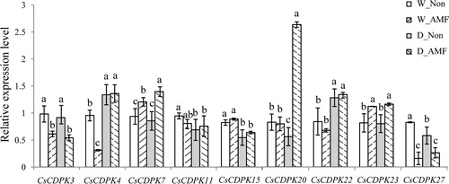 Figure 5. CsCDPK expression with AMF colonization and/or drought stress treatment by qRT-PCR. Note: The relative gene expression was calculated using the 2−△△Ct method, with β-actin as the reference gene. Significant differences between treatments were determined by Duncan’s Multiple Range Tests at p = 0.05. Different letters indicate significant differences.
