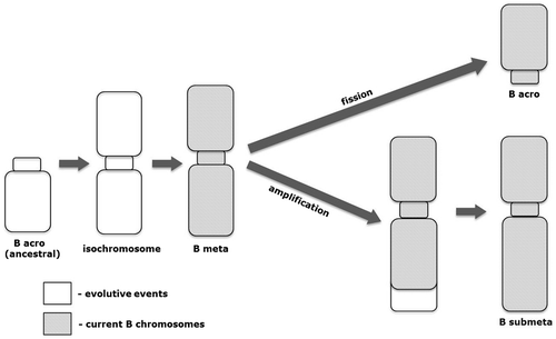 Figure 4. Proposed model for the origin of B chromosome variants in Prochilodus lineatus.