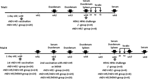 Figure 1. Workflow of the two trials using SPF chickens vaccinated at 1 day old with rNDV-H5 plus or minus boosting at 2 weeks old. Note: Birds were challenged at 4 weeks p.v. in the first trial (i) and at 6 weeks p.v. (ii) in the second trial, with 106 EID50 of the H5N1 HPAI (A/Duck/Hungary/1180/2006) strain. Black arrows, organs collected during the trials; smaller arrows, oropharyngeal and cloacal swabs collected at 2, 4, and 7 days p.c.; grey arrows, inoculation of vaccine or virus according to different vaccination regimens.