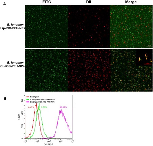 Figure 3 In vitro construction of the biological targeting synergist. (A) CLSM images of DiI-labeled NPs and CL-ICG-PFH-NPs (red), FITC-labeled B. longum (green). Compared with the noncationic group, there was a significantly stronger red fluorescent signal on the surface of B. longum in the cationic group, the scale bar is 50 µm. (B) FCM image of binding efficiencies of CL-ICG-PFH-NPs and B. longum.Abbreviations: CLSM, confocal laser scanning microscopy; DiI, 1.1ʹdioctadecy-3,3,3ʹ-tetramethylindocarbocyaninepercholrate; FITC, fluorescein isothiocyanate; DAPI, 2-(4-amidinophenyl)-6-indolecarbamidinedihyrochloride; FCM, flow cytometry; ICG, indocyanine green; PFH, perfluorohexanes.