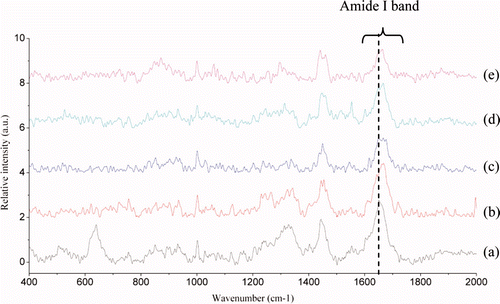 Figure 10. Raman spectra in the 400–2000 cm−1 region from perimysia treated with 1% crude extracts: (a) the control; (b) after 3 h of incubation; (c) after 6 h of incubation; (d) after 9 h of incubation; and (e) after 12 h of incubation. Figura 10. Espectros de Raman en la región de 400–2000 cm−1 de perimisios tatrados con 1% de extractos no purificados: (a) control; (b) tras 3 h de incubación; (c) tras 6 h de incubación; (d) tras 9 h de incubación; (e) tras 12 h de incubación.