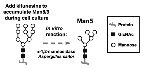 Figure 3. General scheme of the approach to make Man5 antibodies.