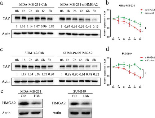 Figure 6. HMGA2 mediates the stability of YAP protein in TNBC