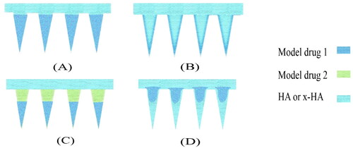 Figure 8. Four common drug distributions for HA MNP. (A) tip-loaded HA MNP (B) coating loading HA MNP. (C) on-demand layered HA MNP. (D) powder-laden HA MNP.