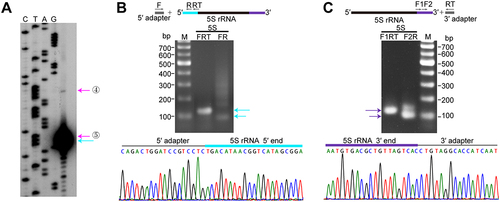 Figure 6. Maturation of 5S rRNA in M. maripaludis. (a) Primer extension identified the processing sites and the mature 5′ end of 5S rRNA, indicated by the coloured arrows corresponding to Fig. 1B. cDNA product was analysed in a denaturing polyacrylamide gel, in parallel with a sequencing ladder obtained with the same primer. (b – c) 5′-RACE and 3′-RACE assays were performed to determine the 5′ end and 3′ end of 5S rRNA, respectively. The upper schematics show 5′-RACE and 3′-RACE procedures. Two rounds of PCR products were analysed on agarose gel (upper panel) and subjected to DNA sequencing (lower panel).