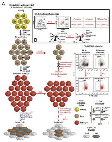 Figure 1. The effect of the pan-Bcl-2 inhibitor GX15 on subsets of human T cells. (A) T-cell subsets in peripheral blood showed differential sensitivity to GX15 based on their activation, memory, and proliferative status. (B) GX15 preferentially reduced the proportion of Tregs in peripheral blood and altered their phenotype and function, potentially tipping the balance of immune cells toward effector memory T cells in the human tumor microenvironment.