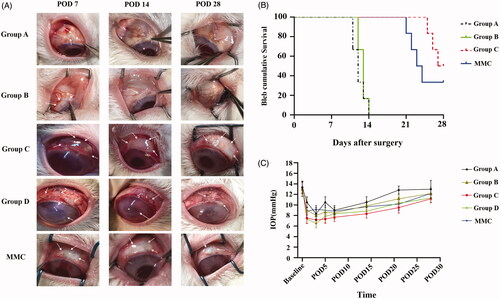 Figure 4. (A) Representative images show the appearance of filtration blebs in group A, group B, group C, group D, and MMC at POD 7, 14, and 28 after GFS. The white arrows in the pictures of group A, B, C, and MMC groups show the filtration blebs. The white arrows in the pictures of group D show the severe complications of conjunctiva, sclera and cornea. (B) Kaplan-Meier survival curve for group A, B, C, and MMC. (C) Graph shows the IOP elevation following GFS in group A, B, C, and MMC group.