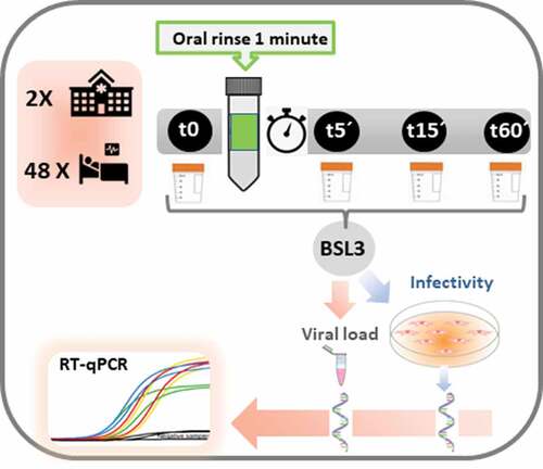 Figure 1. Clinical trial protocol. From top to bottom, the upper left box represents the number of hospitals participating in the study and the number of patients randomised. The timeline of non-stimulated saliva samples collection is shown to the right, including the baseline sample before mouth rinse (t0), and 5 (t5´), 15 (t15´) and 60 minutes (t60´) samples after the one-minute oral rinse. In the Biosafety Level 3 laboratory (BSL3), all samples were divided into two aliquots, one to determine the viral load per mL of saliva (by RNA extraction and subsequent RT-qPCR), and the other to assess viral infectivity in the Vero-E6 cell culture and subsequent viral replication, quantified by RNA extraction and RT-qPCR of the viral culture supernatant.