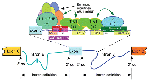 Figure 2 Intron definition model for splicing of SMN exon 7. As per intron definition model, both splice sites of an intron could be defined without participation of a cross-exon interaction. Shown are splicing cis-elements and transacting factors that affect intron 7 definition. These include ISS-N1, GC-rich, Element 2 and hnRNP A1 and TIA1 motifs.Citation25,Citation27,Citation55,Citation56,Citation62 (+) indicates that a given cis-element or splicing factor promotes exon 7 inclusion. Supporting intron definition model, binding of TIA1 to URC1/URC2 within intron 7 brings a change in the context leading to recruitment of U1 snRNP at the 5′ ss of exon 7. Similar stimulatory changes and a forced intron 7 definition could be brought about by ASOs targeting ISS-N1 or GC-rich sequence.Citation27,Citation55