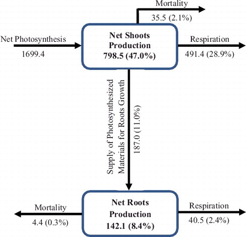 Figure 4. Production and seasonal fluxes of dry matter of Pistia stratiotes populations at 07° 26′ N, 03° 53′ E (Nigeria) constructed using simulated quantities. Production is expressed as g DM m−2 and fluxes expressed as g DM m−2 per year.