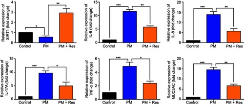 Figure 5 Resveratrol (Res) reduces airway inflammation in response to PM exposure. The levels of IL-6, IL-8, IL-17A, TNF-α, and MUC5AC in lung tissue were analyzed by RT-PCR. Data are representative of three independent studies (n=5–6 mice per group per study). Results are expressed as mean ± SD. *p<0.05, **p<0.01, and ***p<0.001. Abbreviations: PM, Particulate matter; MUC5AC, Mucin 5AC; RT-PCR, Reverse Transcription-Polymerase Chain Reaction.