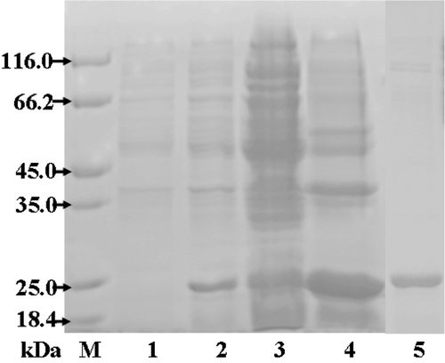 Figure 1.  SDS-PAGE analysis of cd-MMP-1 expression and purification procedures. Lane M, the standard protein mass markers; lane 1, the total cell lysate before induced; lane 2, the total cell lysate after induced; lane 3, pellet of cell lysate after induced; lane 4, supernatant of cell lysate after induced; lane 5, purified cd-MMP-1 protein.