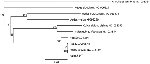 Figure 1. Phylogenetic tree based on mitochondrial genome sequences of mosquito species. Genbank IDs used in this analysis are provided next to each species name. Jukes–Cantor model was used to calculate pairwise genetic distances. Neighbor–Joining method was used to build this tree. Numbers at nodes indicates bootstrap values out of 200 replicates. Anopheles gambiae was used as an outgroup.AQ1: Please confirm the corresponding author’s address and correct if it is inaccurate.