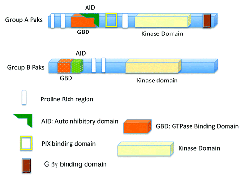 Figure 1. Basic structures of the group A Paks (Paks 1, 2, and 3), and group B Paks (Paks 4, 5, and 6). Group A Paks have an Autoinhibitory Domain (AID) overlapping the GBD (GTPase Binding Domain), while the Group B Paks have a related sequence adjacent to the GBD.