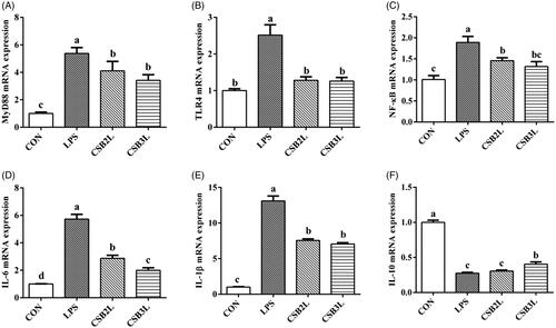 Figure 5. Effects of CSB supplementation on the mRNA expression of genes in the ileal mucosa of weaned lambs challenged with LPS. (A) MyD88 mRNA expression level. (B) TLR4 mRNA expression level. (C) NF-κB mRNA expression level. (D) IL-6 mRNA expression level. (E) IL-1β mRNA expression level. (F) IL-10 mRNA expression level. CON: basal diets without supplement; LPS: control diet with lipopolysaccharide; CSB2L: LPS treatment group supplemented with 2 g/kg CSB. CSB3L: LPS treatment group supplemented with 3 g/kg CSB. a, b, c Mean within a row with different superscripts are different at p < .05.