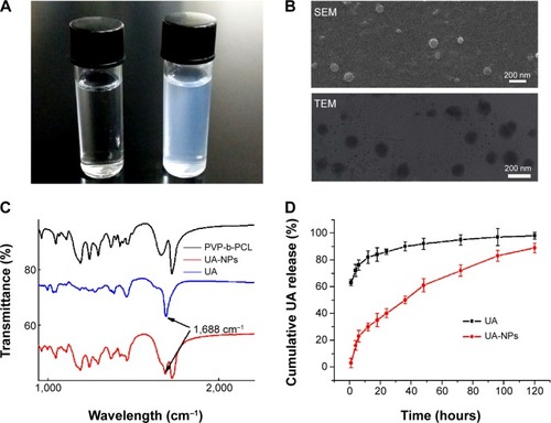 Figure 1 Characterization of UA-NPs.Notes: (A) Pictures of deionized water and solutions of UA-NPs. (B) Morphology of UA-NPs determined by SEM and TEM. (C) The FTIR spectra of UA, PVP-b-PCL nanoparticles, and UA-NPs: the characteristic peaks of UA at 1,688 cm−1 can be differentiated from the background of carriers (arrows). (D) Cumulative in vitro release profile of UA from PVP-b-PCL nanoparticles. Data are presented as mean ± SD (n=3).Abbreviations: FTIR, Fourier transform infrared; SD, standard deviation; SEM, scanning electron microscope; PVP-b-PCL, poly(N-vinylpyrrolidone)-block-poly (ε-caprolactone); TEM, transmission electron microscope; UA, ursolic acid; UA-NPs, UA-loaded PVP-b-PCL nanoparticles.