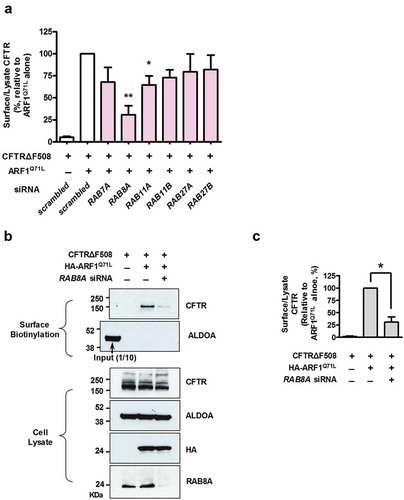 Figure 8. Unconventional trafficking of CFTRΔF508 requires RAB8A. (a) Quantification of a surface biotinylation assay using siRNAs against RAB genes that are involved in the autophagy and MVB pathways. HEK293 cells were transfected with CFTRΔF508 and ARF1Q71L expression plasmids and siRNAs against the indicated RAB genes (36 h). Then, CFTRΔF508 on the cell surface was biotinylated, immunoblotted, and analyzed quantitatively. Individual siRNA information is given in Table S1. (b and c) HEK293 cells were transfected with the indicated plasmids and/or siRNA against RAB8A. Representative immunoblots (b) and a summary of 3 independent experiments (c) are shown. Immunoblots using antibodies against RAB8A represent the knockdown efficiency of siRNA. Bar graph data are shown as mean ± SEM. *P < 0.05, ***< 0.001, relative to ARF1Q71L + scrambled siRNA.