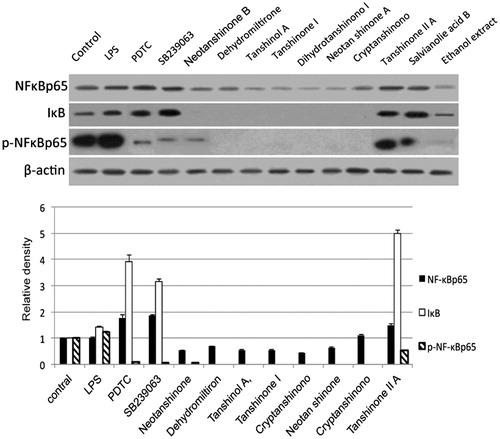 Figure 5. Effect of S. miltiorrhiza active components or ethanol extracts on the NFκB pathway in Kupffer cells. Kupffer cells were treated with the indicated compounds or extracts at the indicated concentrations for 24 h as described in Materials and methods. Western blot was used to test NFκBp65, IκB, and p-NFκBp65 expression. The band density was quantified as for Figure 4. *p < 0.05, compared with cells treated with LPS alone.