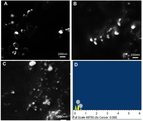 Figure 8 SEM images of SeNP. The SeNPs synthesized using BPE were extracted using octanol-based extraction at (A) pH 11.5, (B) pH 6.5, (C) pH 9 Showing the average size of 70–200 nm and (D) represents the EDX data that confirms the presence of Selenium.