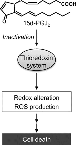 Fig. 3. 15d-PGJ2-induced intracellular redox alteration.Notes: 15d-PGJ2 directly modifies thioredoxin and thioredoxin reductase and induces the intracellular redox alteration and ROS-dependent cell death.
