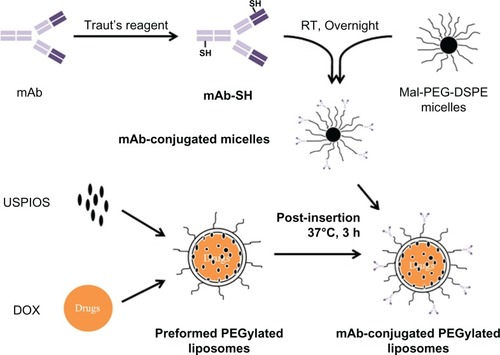 Figure 1 Schemes for constructing anti-MSLN-conjugated PEGylated liposomes.Notes: Anti-MSLN mAb was thiolated with Traut’s reagent and incubated with Mal-PEG2000-DSPE micelles to form mAb-conjugated micelles; then they were further incubated with the preformed PEGylated liposomes at 37°C for 3 hours to obtain anti-MSLN-conjugated PEGylated liposomes. The PEGylated immunoliposomes retain the integrity of anti-MSLN mAb and are available for targeting.Abbreviations: MSLN, mesothelin; PEG, polyethyleneglycol; Mal-PEG2000-DSPE, 1.2 distearoyl-sn-glcero-3-phosphoethanolamine-N-[malemide(polyethyleneglycol)-2000]; DOX, doxorubicin; mAb, monoclonal antibody; USPIOs, ultrasmall superparamagnetic iron oxides.