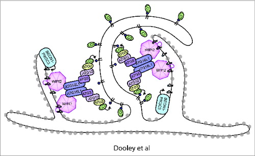 Figure 1. Model of WIPI2 function in autophagy. PtdIns3P is produced by the BECN1-PIK3C3/VPS34 PtdIns 3-kinase complex on the omegasome (omegasome is shown as ER cisternae with gray ribosomes). WIPI2 is recruited by binding PtdIns3P. WIPI2 subsequently binds and recruits the ATG12–ATG5-ATG16L1 complex, resulting in ATG3 recruitment, LC3 lipidation, and phagophore expansion. The expanding phagophore membrane is shown with no ribosomes.