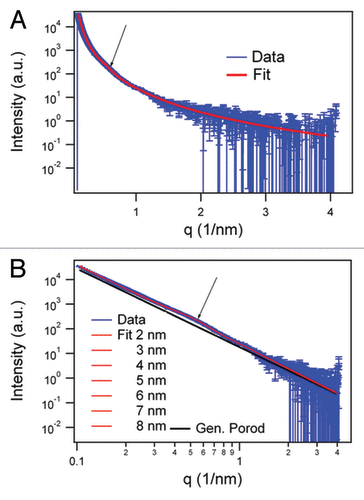 Figure 2. SAXS data in log-linear (A) representations and fit results of the infinite cylinder model (R = 5 nm) with hard-sphere structure factor and generalized Porod slope of SHaPrP27–30 (1 mg/mL). In the log-log representation of the SAXS data. (B) fit results varying the radius of the cylinders between 2 and 8 nm are shown together with the generalized Porod contribution (black). The arrow in both graphs indicates the hump of the structure factor corresponding to 11.0 ± 0.2 nm.