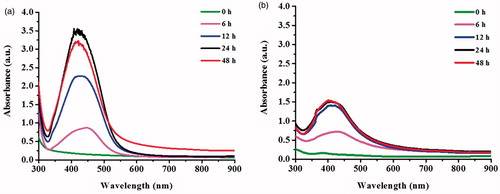 Figure 4. UV–Vis spectra of the synthesized AgNPs in a time course of 48 h using (a) sericin of S. c. ricini and (b) sericin of B. mori.