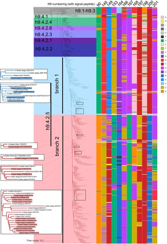 Figure 6. HA gene phylogenetic evolutionary and 12 critical antigenic residues alignment of avian H9N2 AIV from 1996 to 2021 in China.