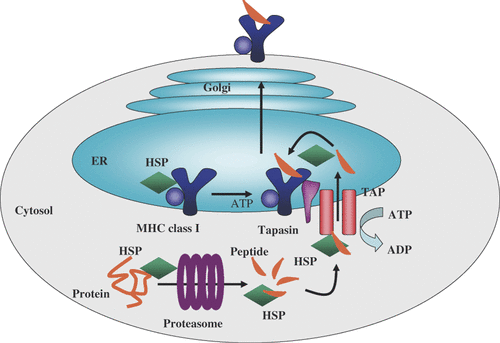 Figure 1. The role of intracellular HSPs in MHC class I antigen presentation. Cellular proteins are degraded by proteasomes, resulting in production of antigenic peptides. The peptides are transported from the cytosol into the endoplasmic reticulum (ER) by transporters associated with antigen processing (TAP), followed by binding to MHC class I molecules and presentation on the cell surface. Molecular chaperone HSPs are associated with antigenic peptides, proteasomes, TAP and MHC class I in this pathway.
