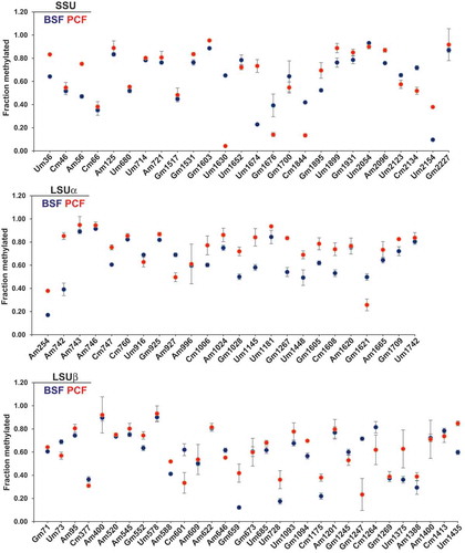 Figure 2. RiboMeth-seq reveals the stoichiometry of methylation at Nm sites in T. brucei rRNA. RMS score for individual Nms on rRNA is plotted as the mean ± SE. Four biological replicates were used to quantify BSF Nms, and three replicates were used to quantify PCF Nms. The RMS score of BSF Nm is presented as blue dots and PCF as red dots. Sites adjacent to other Nms exhibiting low RMS scores are not shown.