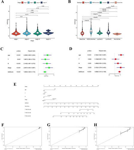Figure 7. Construction and verification of the nomogram.(A) Correlation between risk score and clinical tumor stage. (B) Association between risk scores and breast cancer subtypes. (C) The forest plot was constructed in line with univariate Cox regression analysis. (D) The forest plot was constructed in line with multivariate Cox regression analysis. (E) Nomogram for predicting OS in TCGA-BRCA training set. (F–H) Calibration curves for predicting 1-, 3-, and 5-year OS rates of BC patients.