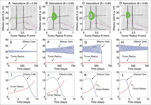 Figure 1. Phase portraits and long-term characteristic dynamics. (A–D) Phase portraits of the tumor radius R versus the concentration of effector cells E for different functional levels of the tumor-associated vasculature B. Trajectories starting with the initial conditions IC1 = (R0, E0) = (2.0 mm, 20×105 cells) and IC2 = (R0, E0) = (2.0 mm, 10×105 cells) are resented. The nullclines (zero-growth isoclines) of the dynamical system are also plotted. (E–H) Temporal evolution of R and E, that corresponds to the trajectories in panels (A–D) starting at the initial condition IC1. (I–L) Temporal evolution of R and E, that correspond to the trajectories in panels (A–D), starting at the initial condition IC2. The immune recruitment rate is r = 0.57 days-1 and the remaining parameters are as in Table 1.