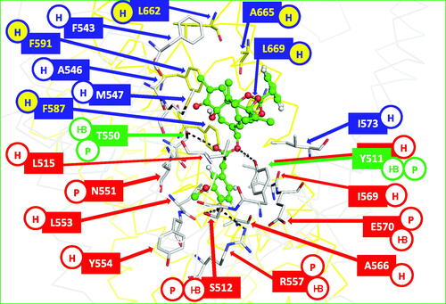 Figure 4. Interactions between ligands and the residues at the capsaicin binding site of rat TRPV1. As an example, the agonist RTX in the structure with PDB code 5IRX is represented as green balls and sticks. The residues of chains A and B of TRPV1 are represented as gray and yellow sticks, respectively. The residues involved in the interactions with the head, neck, and tail groups of the ligand are labelled with red, green, and blue boxes, respectively. The contributions of the residues to interactions with ligands are indicated in circles: hydrophobic H, polar P, hydrogen bond donor or acceptors HB.