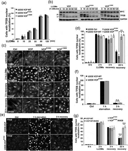 Figure 8. VCP mutant expression leads to TFEB nuclear persistence following LMP. (a) Bar graph of TFEB-positive nuclei following LLOMe treatment in VCP WT and 2 VCP disease mutant (VCPR155H or VCPL198W)-expressing cells. Quantification was performed by counting the number of cells with nuclear TFEB localization using ImageJ software. At least 304 cells were counted per group and condition. Comparison between groups was performed by paired Student t-test. (b) Immunoblot of lysates from U2OS cells stably expressing VCP WT, VCPR155H or VCPL198W following LLOMe treatment for the indicated times. Lines adjacent to TFEB denote the higher migrating phosphorylated form (p) and the faster migrating unphosphorylated form (u). (c) TFEB immunolocalization in U2OS cells expressing control, VCP WT or 1 of 2 VCP mutations following 2 h of treatment with LLOMe and subsequent chase with media lacking LLOMe for the 3 or 22 h. (d) Bar graph of TFEB-positive nuclei following LLOMe treatment and recovery in VCP WT- and mutant-expressing cells. Quantification was performed by counting the number of cells with nuclear TFEB localization using ImageJ software. At least 100 cells were counted per group and condition. Comparison between groups was performed by paired Student t-test. (e) TFEB immunolocalization in U2OS cells expressing control, VCP WT or VCPR155H following 1 h of nutrient starvation and subsequent chase with media containing serum and amino acids for 3 h. (f) Bar graph of TFEB-positive nuclei following starvation and recovery in VCP WT- and VCPR155H mutant-expressing U2OS cells. Quantification was performed by counting the number of cells with nuclear TFEB localization using ImageJ software. At least 568 cells were counted per group and condition. Comparison between groups was performed by paired Student t-test. (g) Bar graph of TFEB-positive nuclei following LLOMe treatment and recovery in VCP WT- and mutant-expressing U2OS cells with or without constitutively active RHEB. Quantification was performed by counting the number of cells with nuclear TFEB localization using ImageJ software. At least 248 cells were counted per group and condition. Comparison between groups was performed by paired Student t-test.**p < 0.01; n.s., not significant. N = 3. Scale: 10 μm.