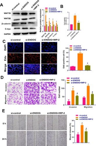 Figure 6. Endonuclease G (ENDOG) regulated HTR-8/SVneo cell activity, proliferation, invasion, and migration via activation of the Wnt signaling pathway. A: Western blotting was used to determine the levels of Wnt7B, Wnt5B, β-catenin, and C-myc. B: Cell viability was measured using the CCK-8 assay. C: Cell proliferation was measured using the EdU assay. D: Cell viability, invasion, and migration were measured using the transwell assay. E: Cell migration was measured using the wound healing assay. **p < 0.01 compared to the si-control group; ##p < 0.01 compared to the si-ENDOG group.