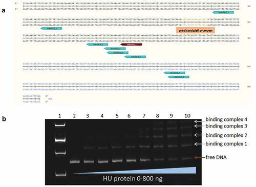 Figure 4. Identification of HU protein binding motifs within the sequences of the 477 bp upstream of the pigR gene and pigR gene. (a) in silico analysis of DNA sequence upstream of the pigR gene (in black) and within pigR gene (in blue) showed 8 possible binding sites (turquoise) of the HU protein for standard (6 of them upstream of the pigR gene and two within the gene) and one binding site (red) for oxidative stress conditions. (b). EMSA experiment confirmed binding of the HU protein to 477 bp DNA sequence upstream of the pigR gene. 100 ng of 477 bp DNA sequence upstream of the pigR gene was added to a various amounts of HU protein (0-800 ng) in a binding buffer and incubated for 20 min on ice. Then, the samples were resolved on DNA Retardation Gels (6%) (Invitrogen, EC6365BOX). There is a strong correlation between the amount of the HU protein and the decrease of free DNA and the increased number of HU–DNA complexes. 1- standard (AccuBand 100 bp DNA Marker II, SMOB-DM2000), 2- control sample containing the DNA fragment in a binding buffer without any protein, 3–10 – samples containing the DNA fragment in a binding buffer with increasing amounts of HU protein. Free DNA and HU–DNA binding complexes are depicted by red and white arrows respectively.