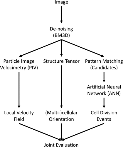 Figure 1. Scheme of image analysis. At first an optional de-noising of the image is performed. Afterwards local velocity fields are calculated using particle image velocimetry, a cross-correlation based pattern matching approach. Using the eigenvectors of the structure tensor an orientation map of the cell layer is generated and lastly cell divisions are identified using a combination of pattern matching and artificial neural networks. The data of local velocity, orientation, cell division events and cell density can be used for a joint analysis of all parameters and their interdependencies.